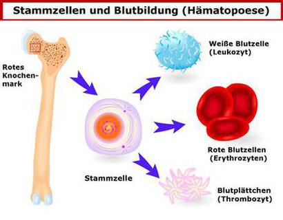 Knochenmark-SZ-Blutzellen_deutsch_endversion_Fotolia_49738204_M_designua.png