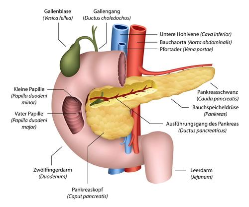 Pancreas_Fotolia_62873861_M_bilderzwerg.jpg